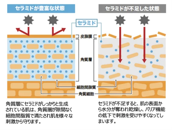 セラミドの仕組